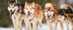 Buller Holidays Huskies